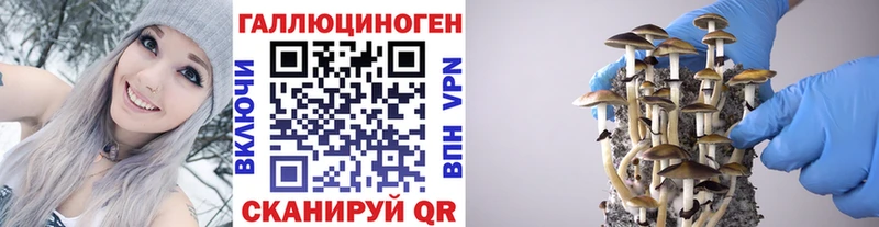 mega вход  где найти наркотики  Гурьевск  Галлюциногенные грибы Cubensis 